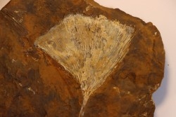GINKGO ADIANTOIDES - Paleocene - Sentinel Butte Fmt - Morton County, North Dakota - USA