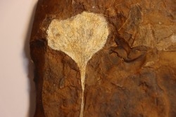 GINKGO ADIANTOIDES - Paleocene - Sentinel Butte Fmt - Morton County, North Dakota - USA