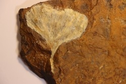 GINKGO ADIANTOIDES - Paleocene - Sentinel Butte Fmt - Morton County, North Dakota - USA
