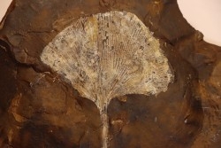 GINKGO ADIANTOIDES - Paleocene - Sentinel Butte Fmt - Morton County, North Dakota - USA