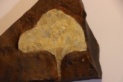 GINKGO ADIANTOIDES - Paleocene - Sentinel Butte Fmt - Morton County, North Dakota - USA