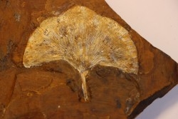 GINKGO ADIANTOIDES - Paleocene - Sentinel Butte Fmt - Morton County, North Dakota - USA