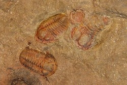 Agerina quadrata (dean, 1965)  floien, ordovicien  fezouata Fmt  Zagora, Maroc