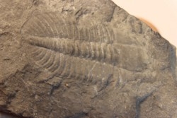 Ogygopsis klotzi - Early Middle Cambrian - Metaline fmt, Metaline Falls, WA, USA