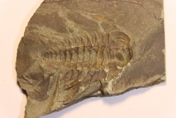Albertella nitida - Early Middle Cambrian - Gordon shale, Breatrice Cr.  Thompson Falls, MT, USA
