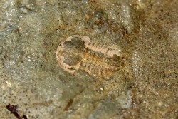 Vanuxemella nortia - Early Middle Cambrian  - Gordon shale, Breatrice Cr.  Thompson Falls, MT, USA