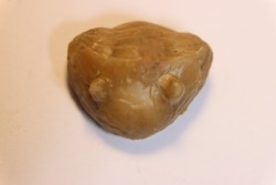 Vogdesia bromidensis -  Ordovician - Bromide Formation - Carter county, Oklahoma, USA