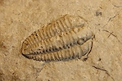 Sthenorocalymene Celebra - Silurian, Niagaran Dolomite - Milvaukee County, Wisconsin, USA