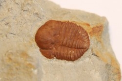 Ampyxina bellatula - Ordivician - Maquoketa Fmt -  Pike county, Missouri, USA