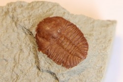 Ampyxina bellatula  Ordovician  Maquoketa Formation  Pike county, Missouri, USA