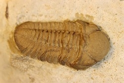 Paciphacops raymoni - lower Devonian - Haragan Fmt - Clarita county, Oklahoma, USA