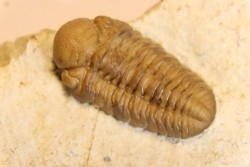 Paciphacops cambelli - lower Devonian - Haragan FMT - Coal county, Oklahoma, USA