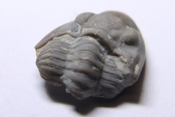 Delaria antigua ----- Permian ----- Camp Creek Shale - Moran county, Texas, USA