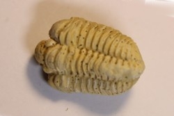 calymene Celebra - Silurian - Edgewood Fmt - Grafton County, Illinois, USA