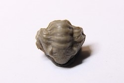 Ameropiltonia lauradanae - Mississippian - Chouteau Fmt - Saline county, missouri, USA