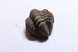 Ditomopyge scitula  - Pennsylvanian - Muncie Creek Shale - Sand Spring, Oklahoma, USA