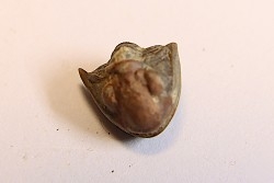 Delaria antigua - Permian - Camp Creek Shale - Moran county, Texas, USA