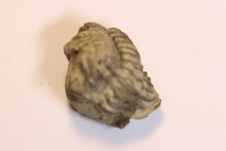 Phacops (Geesops) schlotheimi - Eifelian - Ahrdorf schichten Fmt - Gerolstein, Germany