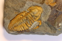 agraulos ceticephalus - middle Cambtian  - TCHEQUIE
