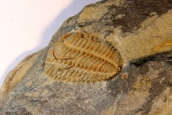 Placoparia tournensini - ordovican - Valongo, Portugal