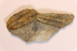 Placoparia tournensini - ordovican - Valongo, Portugal