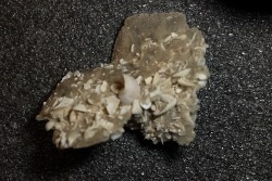 Inclusions de coquilles fossiles dans des cristaux de Gypse - Nouakchott, MAURITANIE
