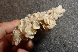 Gypsum crystal  with fossils seashell inclusion - Nouakchott, MAURITANIA