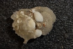 Inclusions de coquilles fossiles dans des cristaux de Gypse - Nouakchott, MAURITANIE