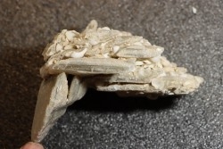 Gypsum crystal  with fossils seashell inclusion - Nouakchott, MAURITANIA