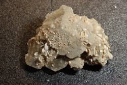 Inclusions de coquilles fossiles dans des cristaux de Gypse - Nouakchott, MAURITANIE