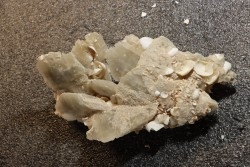 Inclusions de coquilles fossiles dans des cristaux de Gypse - Nouakchott, MAURITANIE