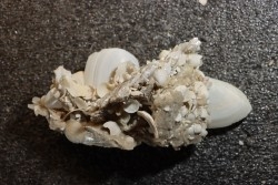 Inclusions de coquilles fossiles dans des cristaux de Gypse - Nouakchott, MAURITANIE