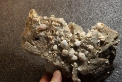 Inclusions de coquilles fossiles dans des cristaux de Gypse - Nouakchott, MAURITANIE