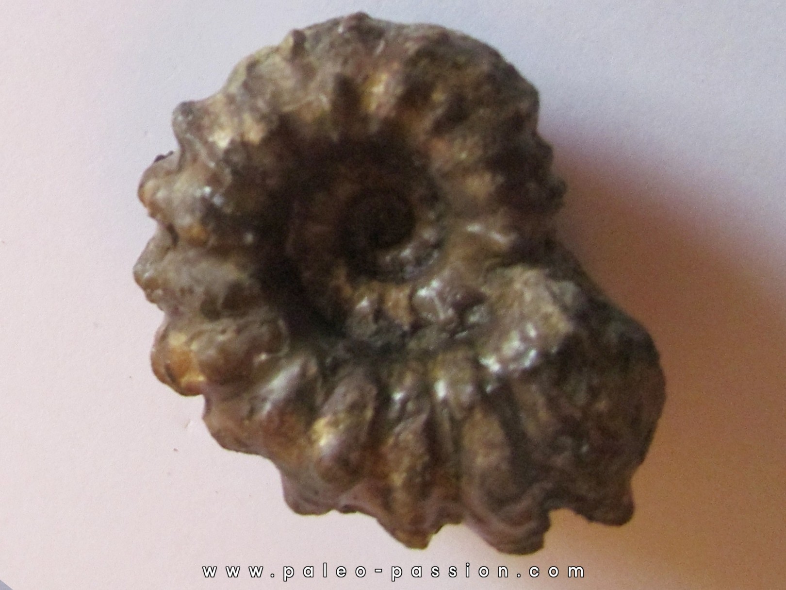 DOUVILLEICERAS MAMMILATUM de Canjuers (4)