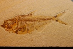 poisson fossile Diplomystus dentatus - WYOMING, USA