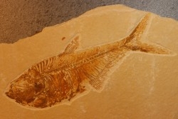 Diplomystus dentatus - Eocène - green river formation - Wyoming - USA