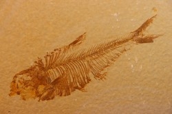 Diplomystus dentatus - Eocène - green river formation - Wyoming - USA