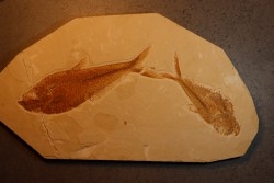poisson fossile Diplomystus dentatus - WYOMING, USA