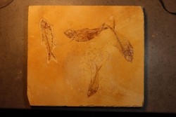 Diplomystus dentatus et KNIGHTIA EOCAENA  - WYOMING, USA