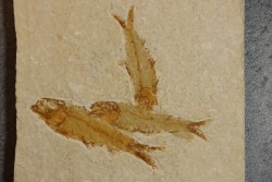 poisson fossile KNIGHTIA EOCAENA - WYOMING, USA