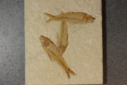 poisson fossile KNIGHTIA EOCAENA - WYOMING, USA