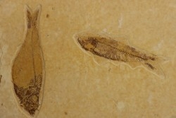 poisson fossile KNIGHTIA EOCAENA - WYOMING, USA