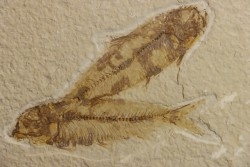 KNIGHTIA EOCAENA