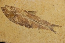 poisson fossile KNIGHTIA EOCAENA - WYOMING, USA