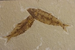 poisson fossile KNIGHTIA EOCAENA - WYOMING, USA