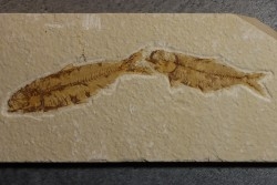 poisson fossile KNIGHTIA EOCAENA - WYOMING, USA