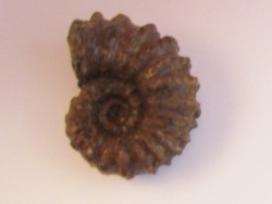 DOUVILLEICERAS MAMMILATUM de Canjuers (4)