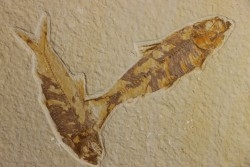 poisson fossile KNIGHTIA EOCAENA - WYOMING, USA