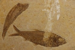 KNIGHTIA EOCAENA