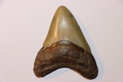 shark teeth: CARCHARODON MEGALODON